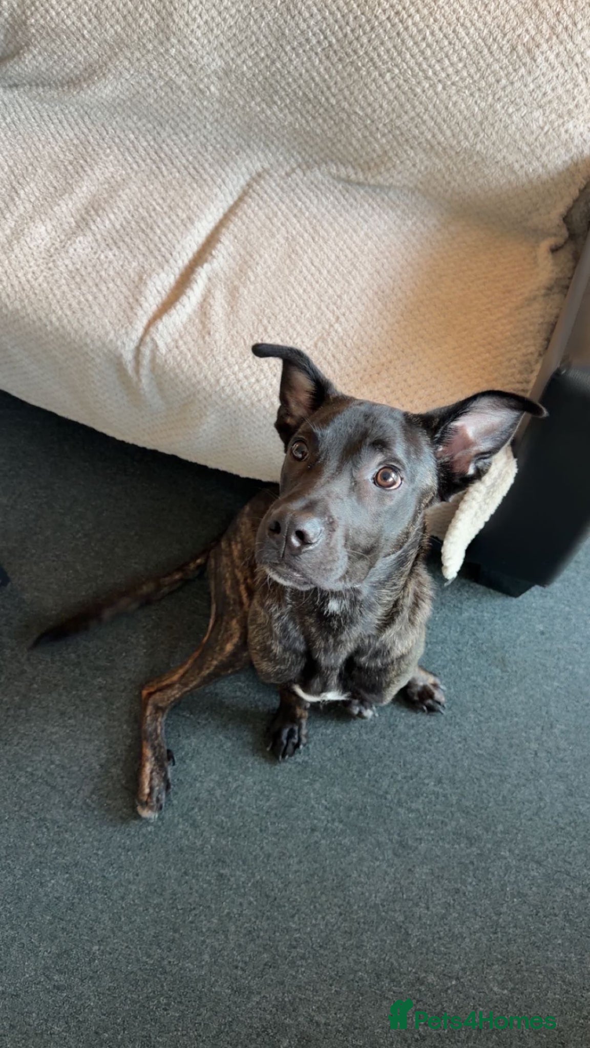 Mixed Breed dogs Mr Zeus - Advert 17
