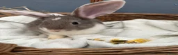 Continental Giant rabbits for sale: Giant continental bunny’s  - Advert 1