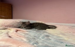 Bengal cats for sale: Bengal x Ragdoll Kittens - Advert 13