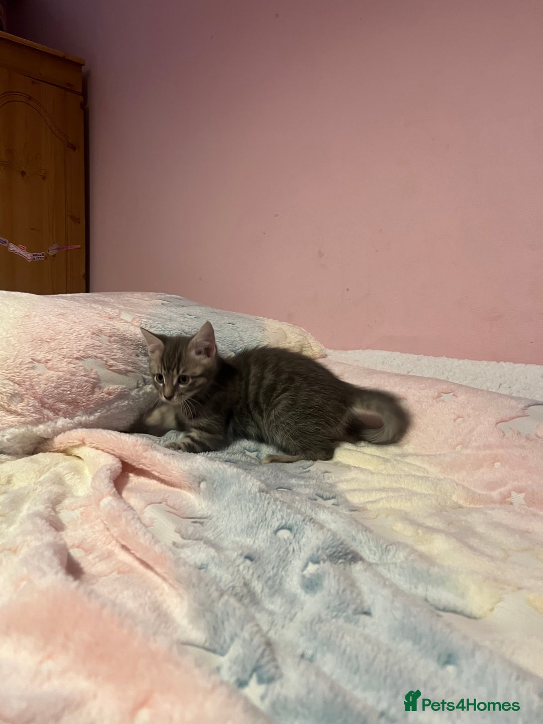 Bengal cats for sale: Bengal x Ragdoll Kittens - Advert 13