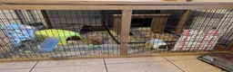 Guinea Pig rodents for sale: 4x girl guinea pigs and everything needed  - Advert 1
