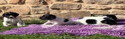 English Springer Spaniel dogs for sale: B/W PLAYFUL LITTER SPRINGER SPANIELS,HEALTH TESTED - Advert 12