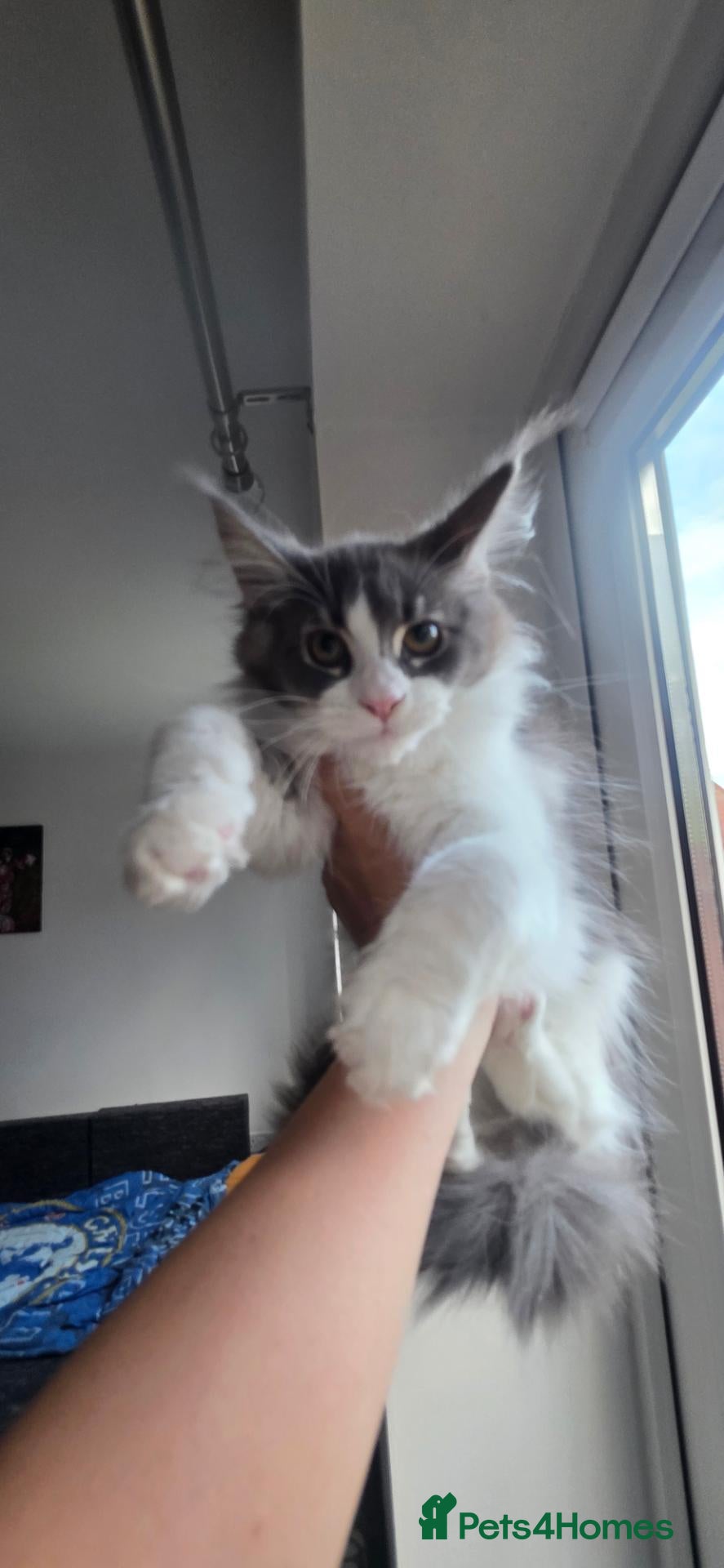 Maine Coon cats Registered Maine Coon Kittens.  - Advert 2
