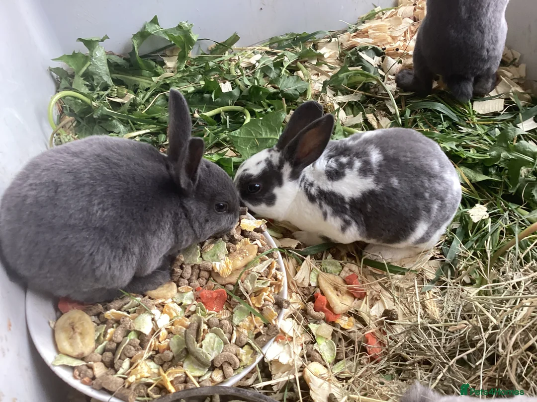 Rex rabbits for sale: Mini Rex in Liverpool - Advert 40