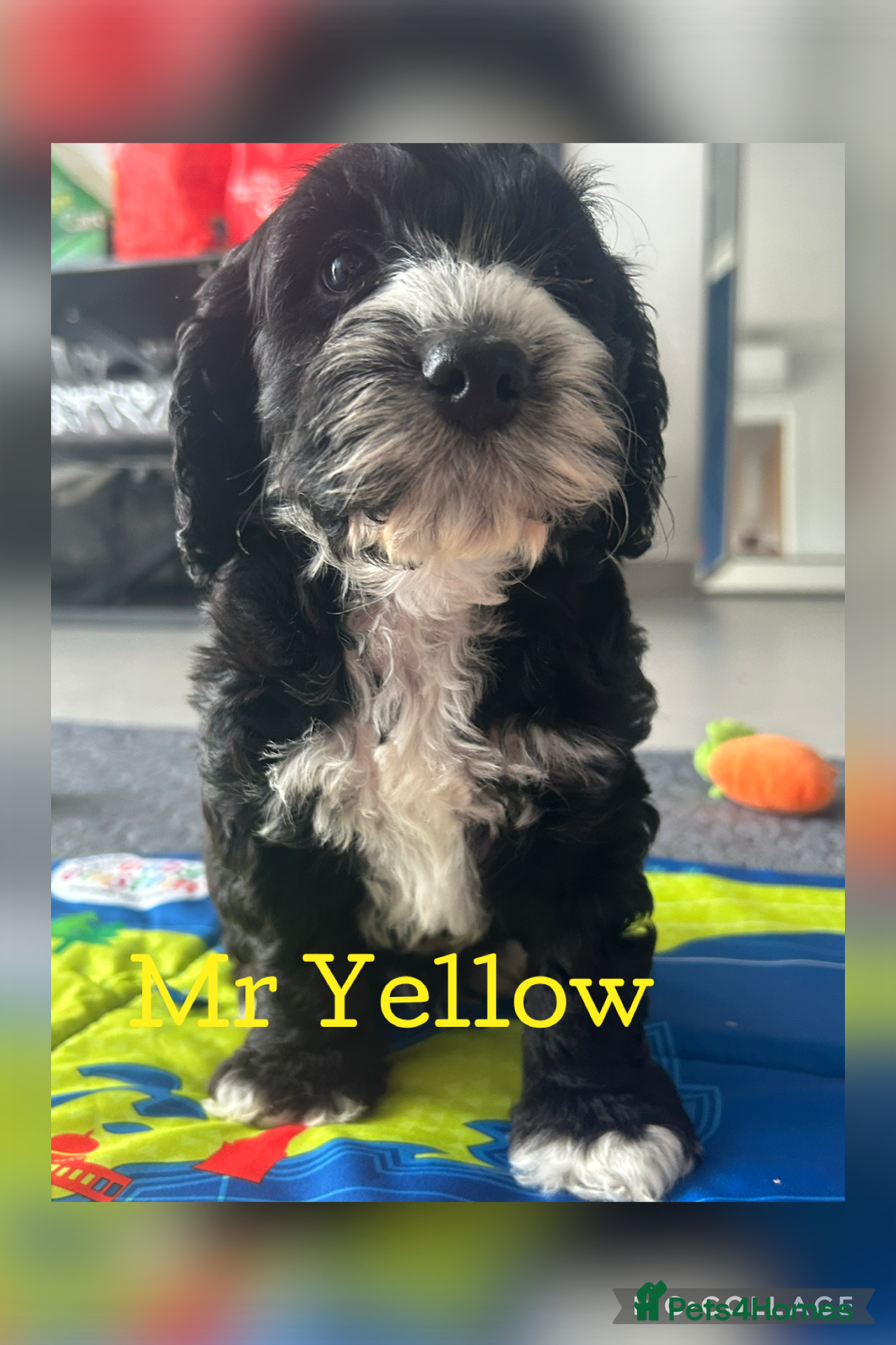 Cockapoo dogs 5 ⭐️ licensed home breeder  - Advert 1