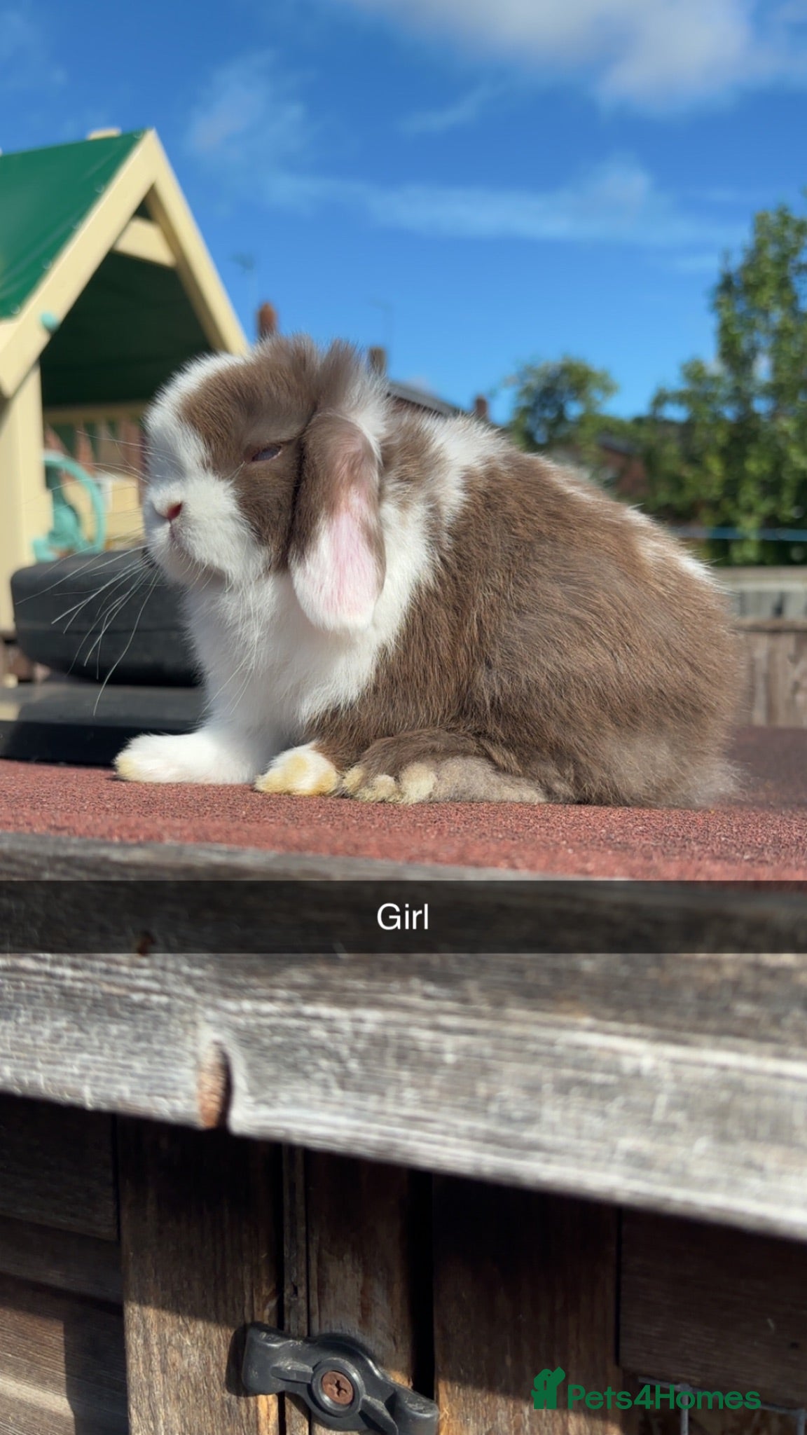 Mini Lop rabbits Mini Lop rabbits available to reserve  - Advert 1