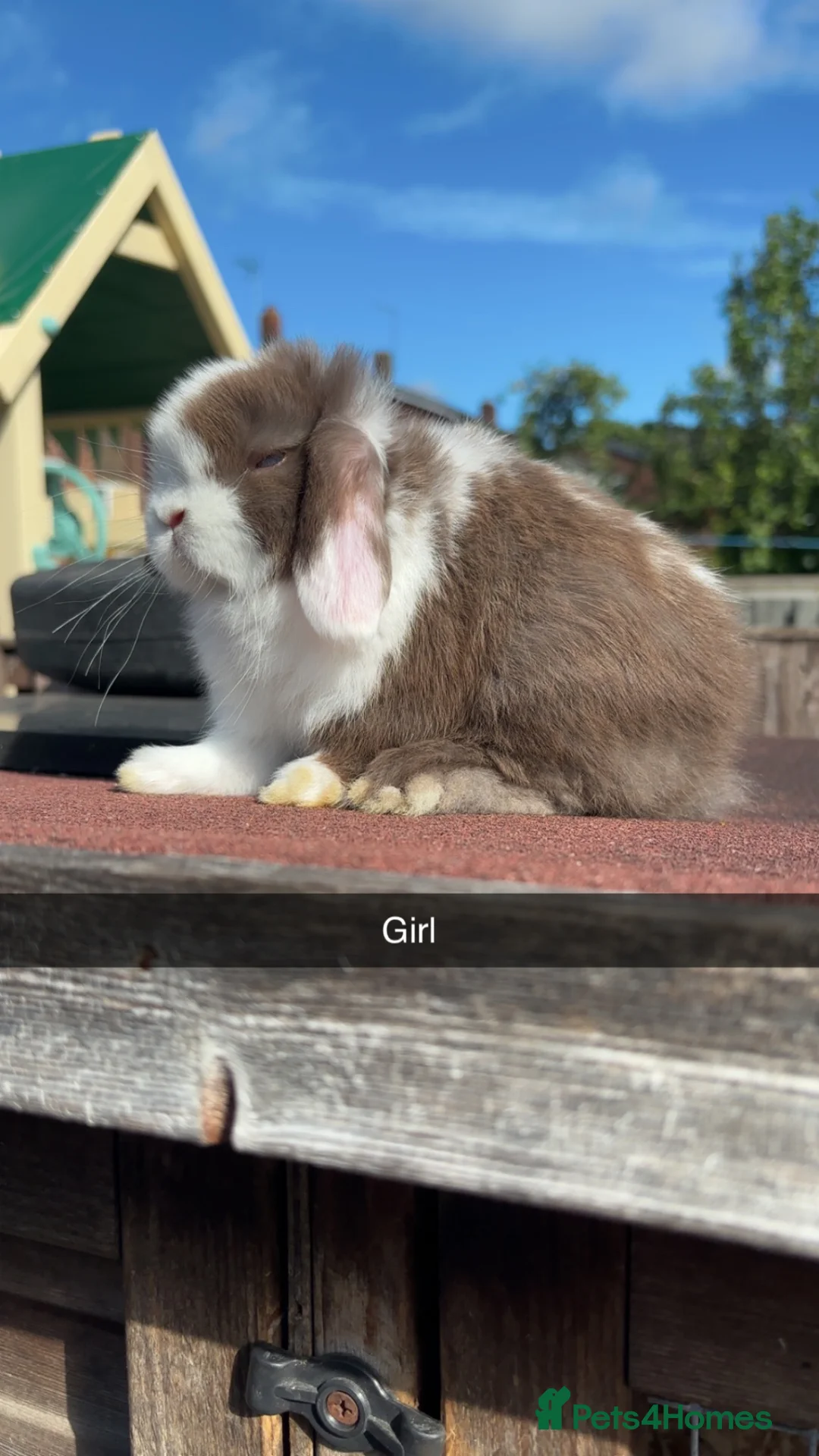 Mini Lop rabbits for sale: Mini Lop rabbits available to reserve  - Advert 1