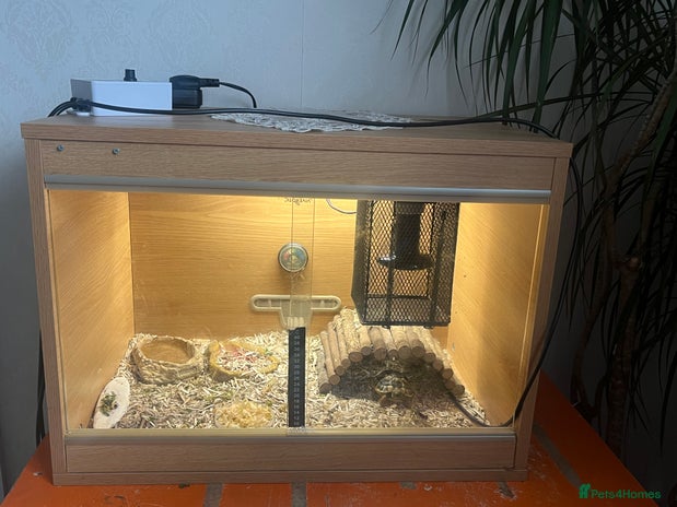 Tortoise reptiles - Advert 1