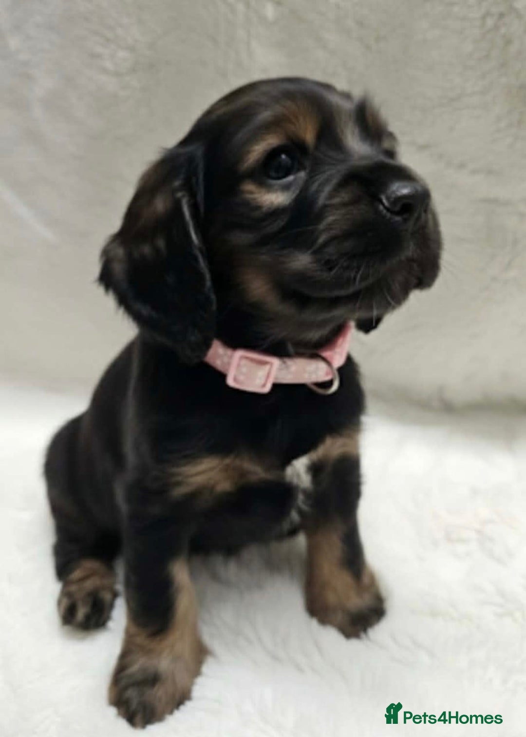 Cocker Spaniel dogs for sale: Litter of gorgeous cocker spaniel puppies  - Advert 25