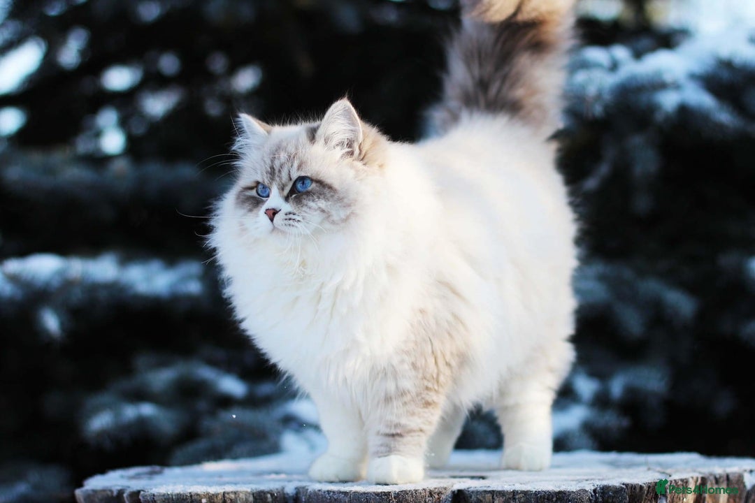 Siberian cats for stud: Gorgeous Champion Line Siberian for Stud in Reading - Advert 3