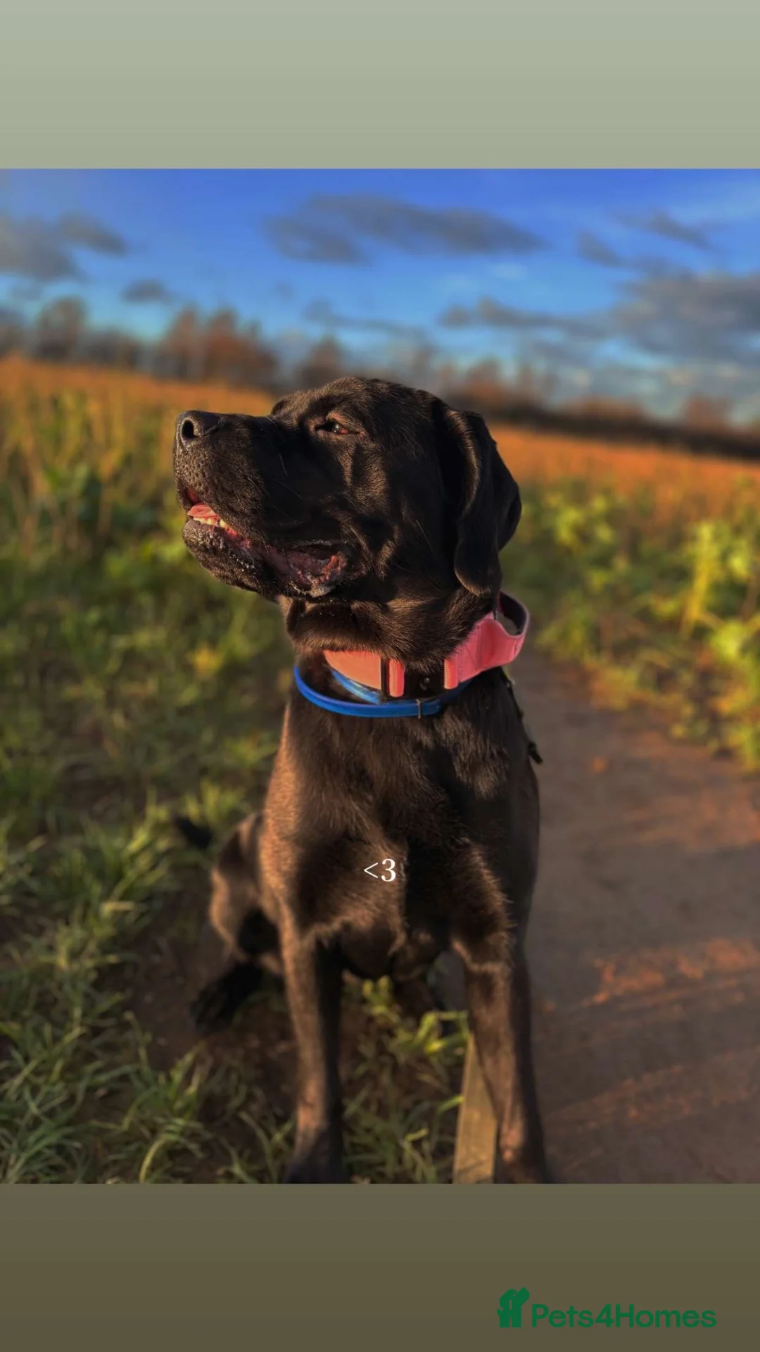 Mixed Breed dogs for sale: Bonnie - Advert 9