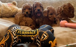 Cockapoo dogs for sale: F1 cockapoo puppies- Health test clear  - Image 25