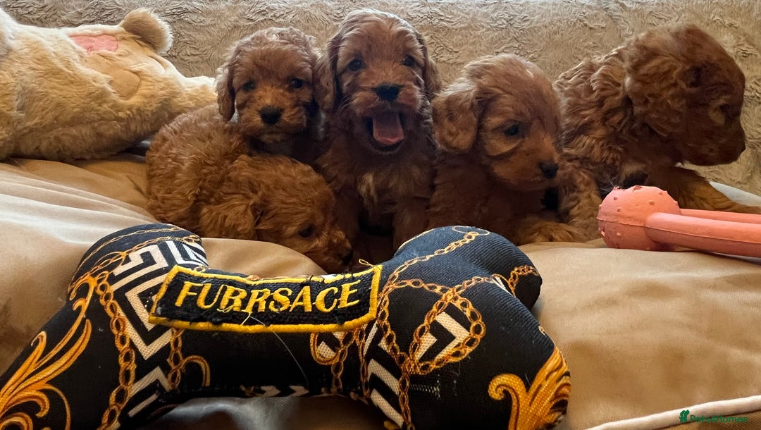 Cockapoo dogs for sale: F1 cockapoo puppies- Health test clear  - Image 25