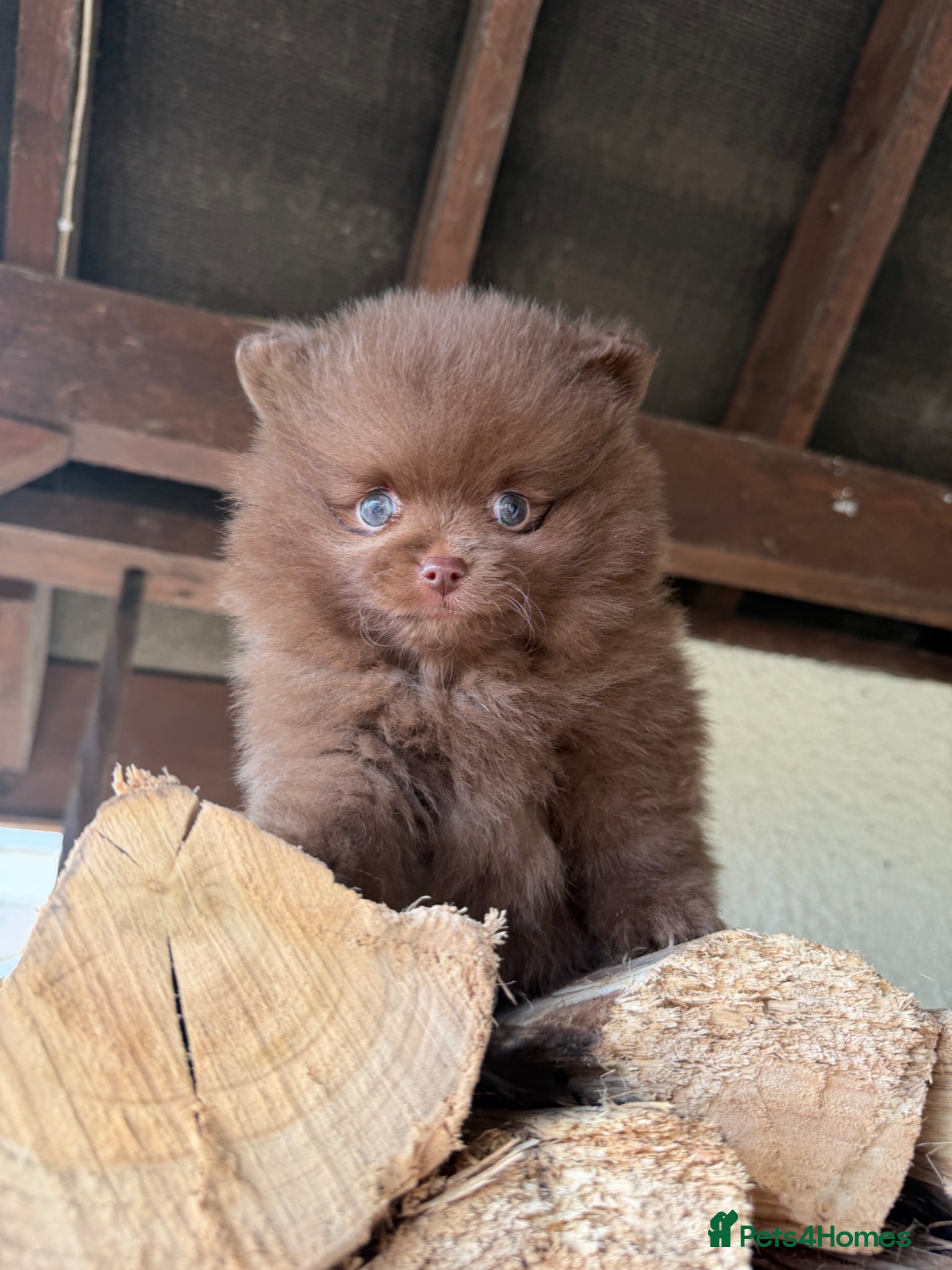 Pomeranian dogs 🍫🍫🤎CHOCOLATE & CHOC MEARLE  POMERANIANS🤎🍫🍫 - Advert 4
