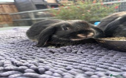 Mini Lop rabbits for sale: Female mini lops  - Image 1
