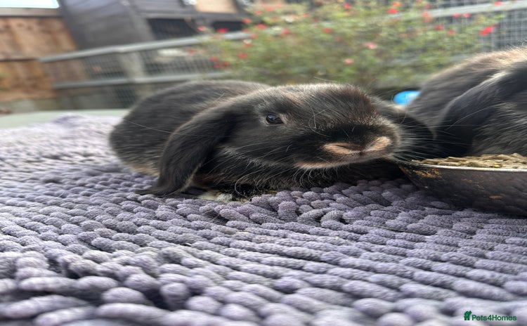 Mini Lop rabbits - Advert 5