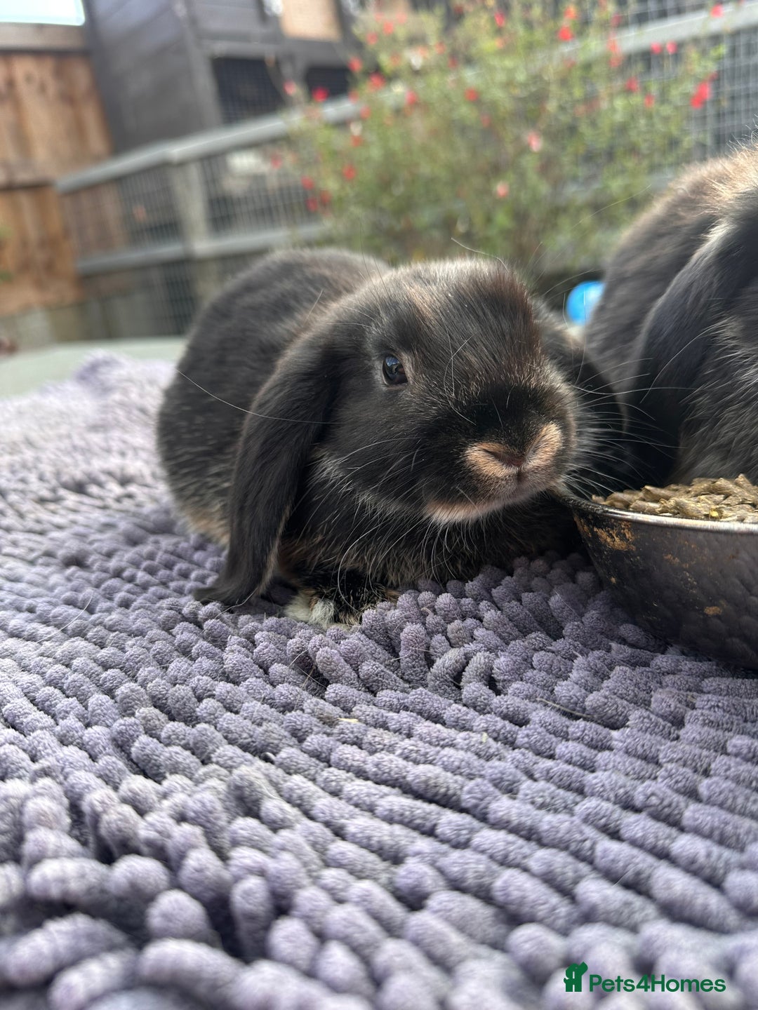 Mini Lop rabbits for sale: Female mini lops  - Image 1