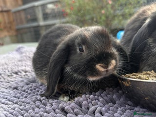 Mini Lop rabbits - Advert 32