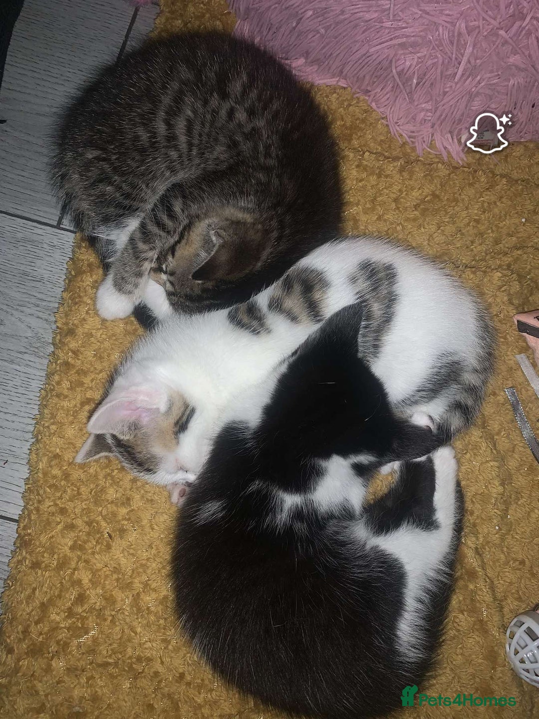 Mixed Breed cats for sale: Beautiful kittens  - Image 1