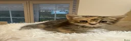 Mixed Breed cats for sale: Beautiful kittens looking for forever homes - Advert 27