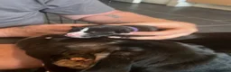 Mixed Breed dogs for sale: Staff x presa Canario pups - Advert 5