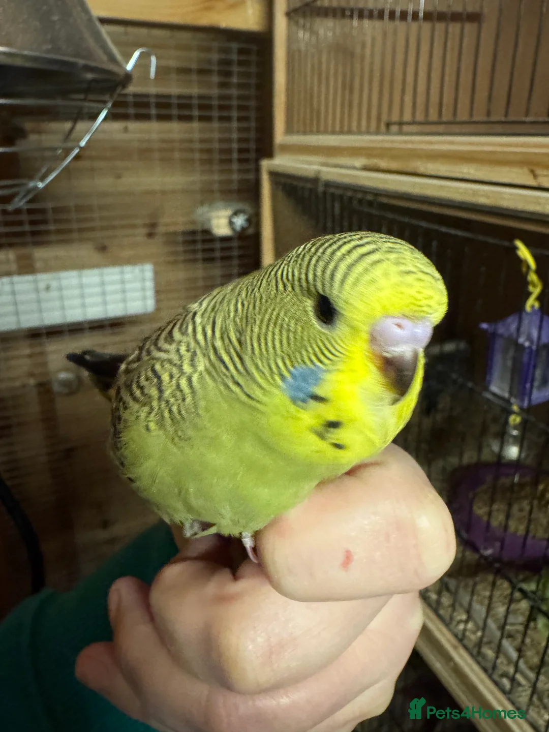 Budgerigars birds for sale: Hand tame baby budgies  - Advert 4