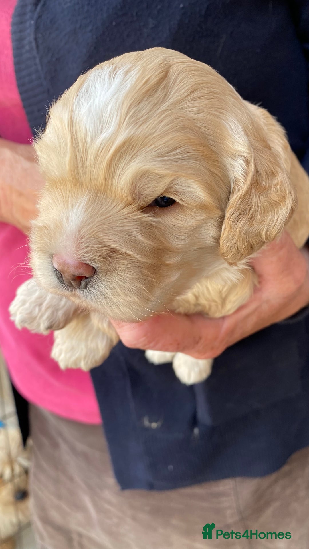 Cockapoo dogs for sale: Yankee Doodle /cocker poo. - Image 3