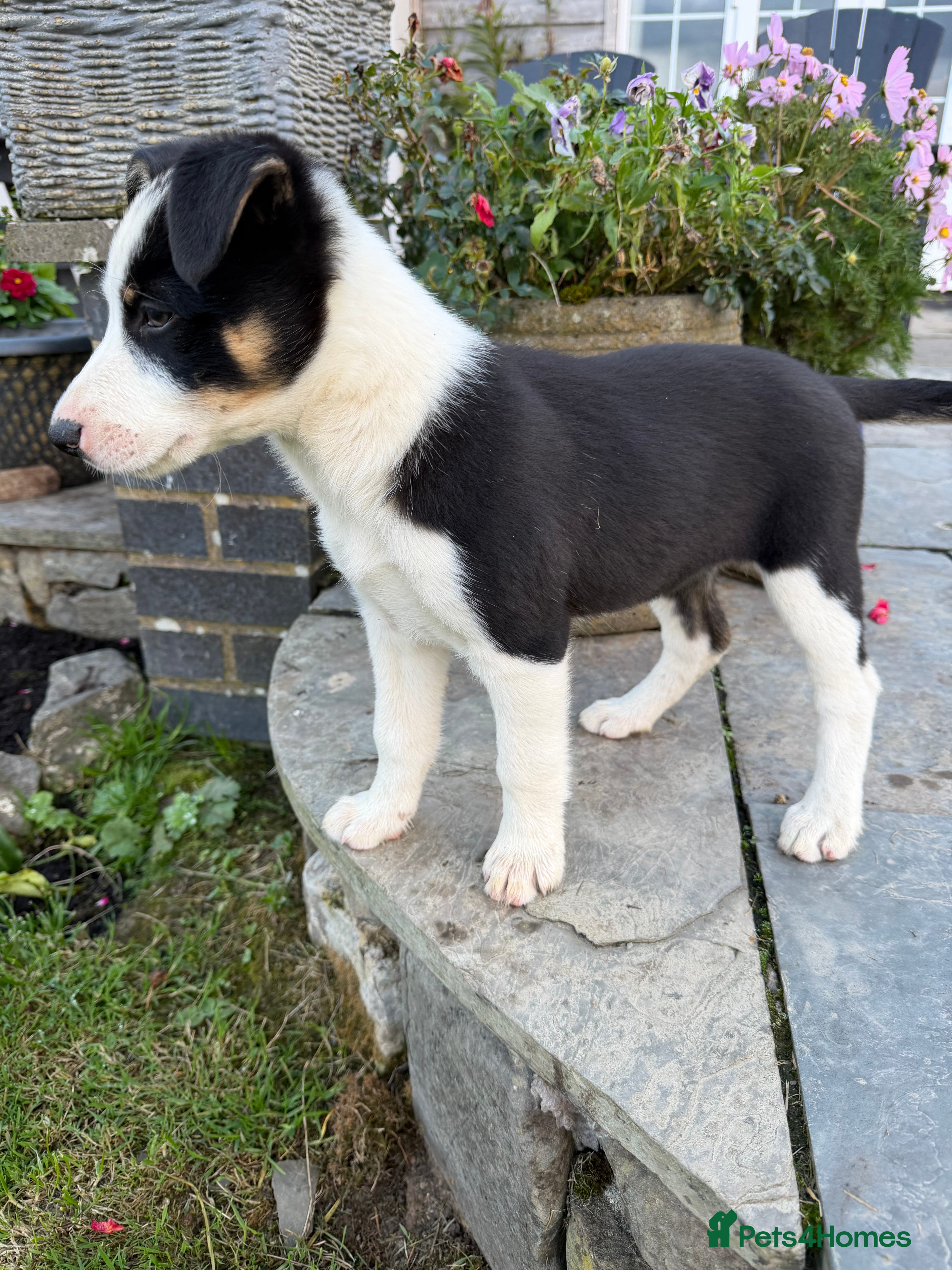 Border Collie dogs Border collie pups for sale - Advert 2