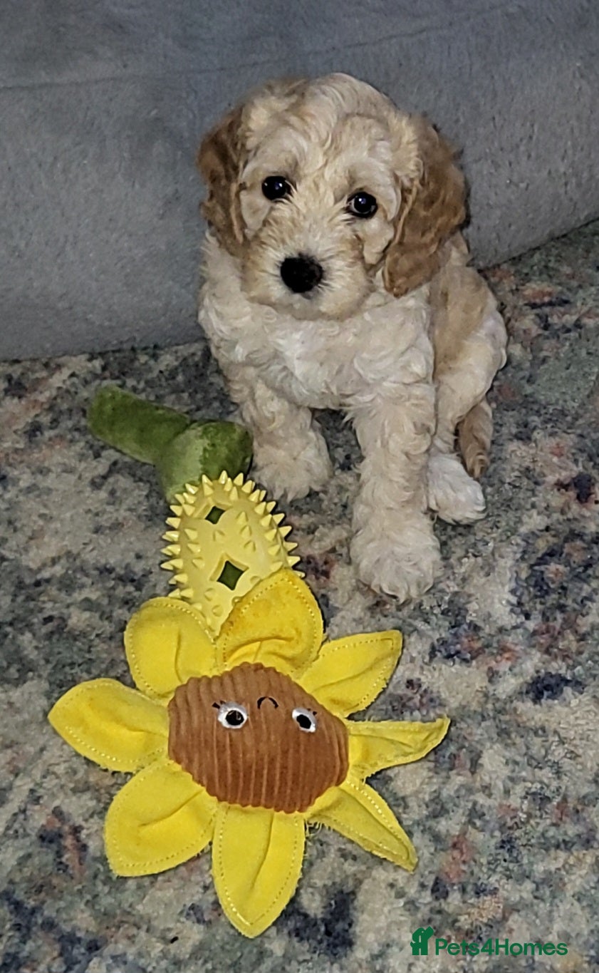 Cockapoo dogs Cockapoo puppies - Advert 2