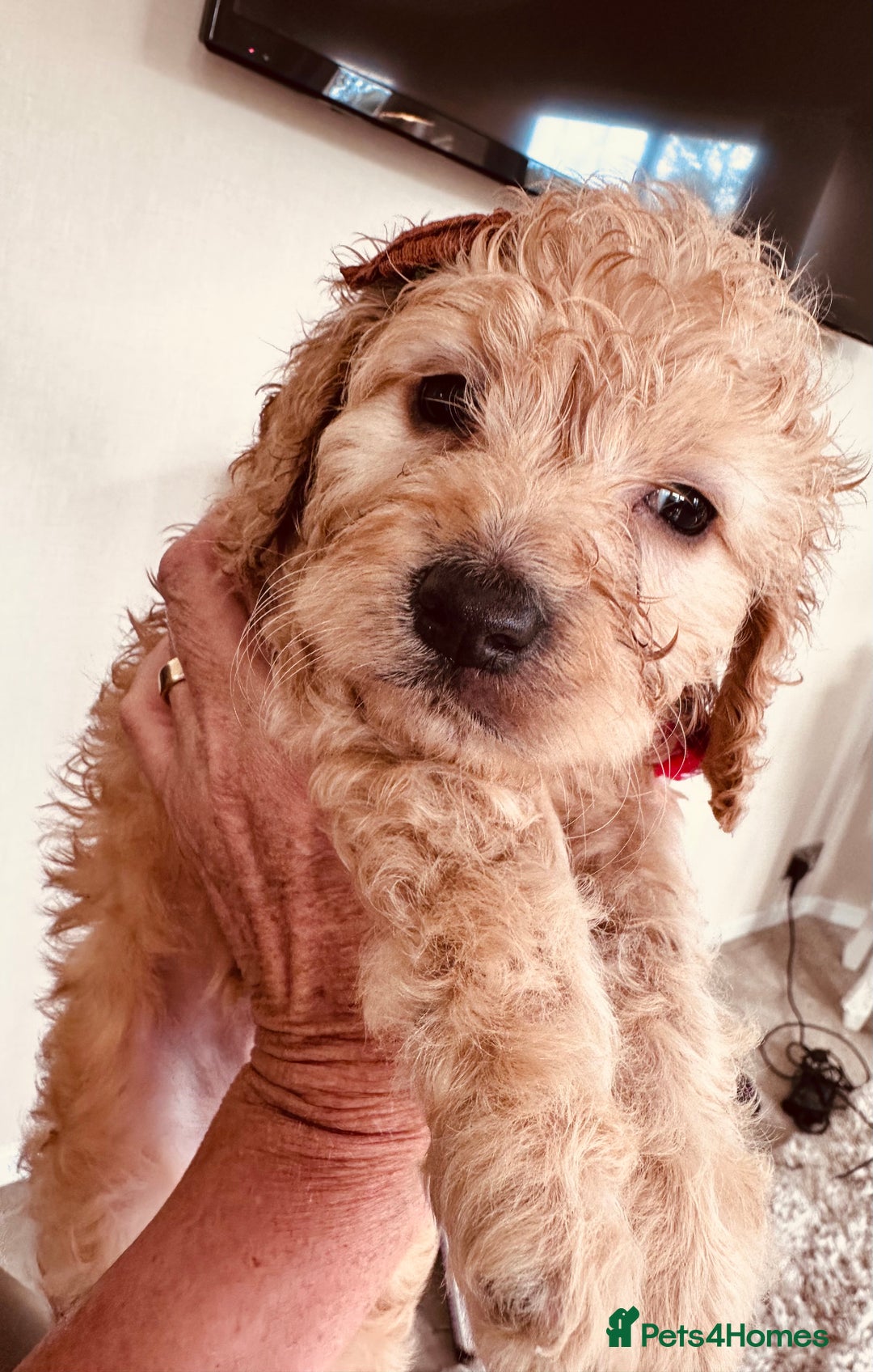 Mixed Breed dogs for sale: Beautiful Sproodle puppies stunning  - Image 8
