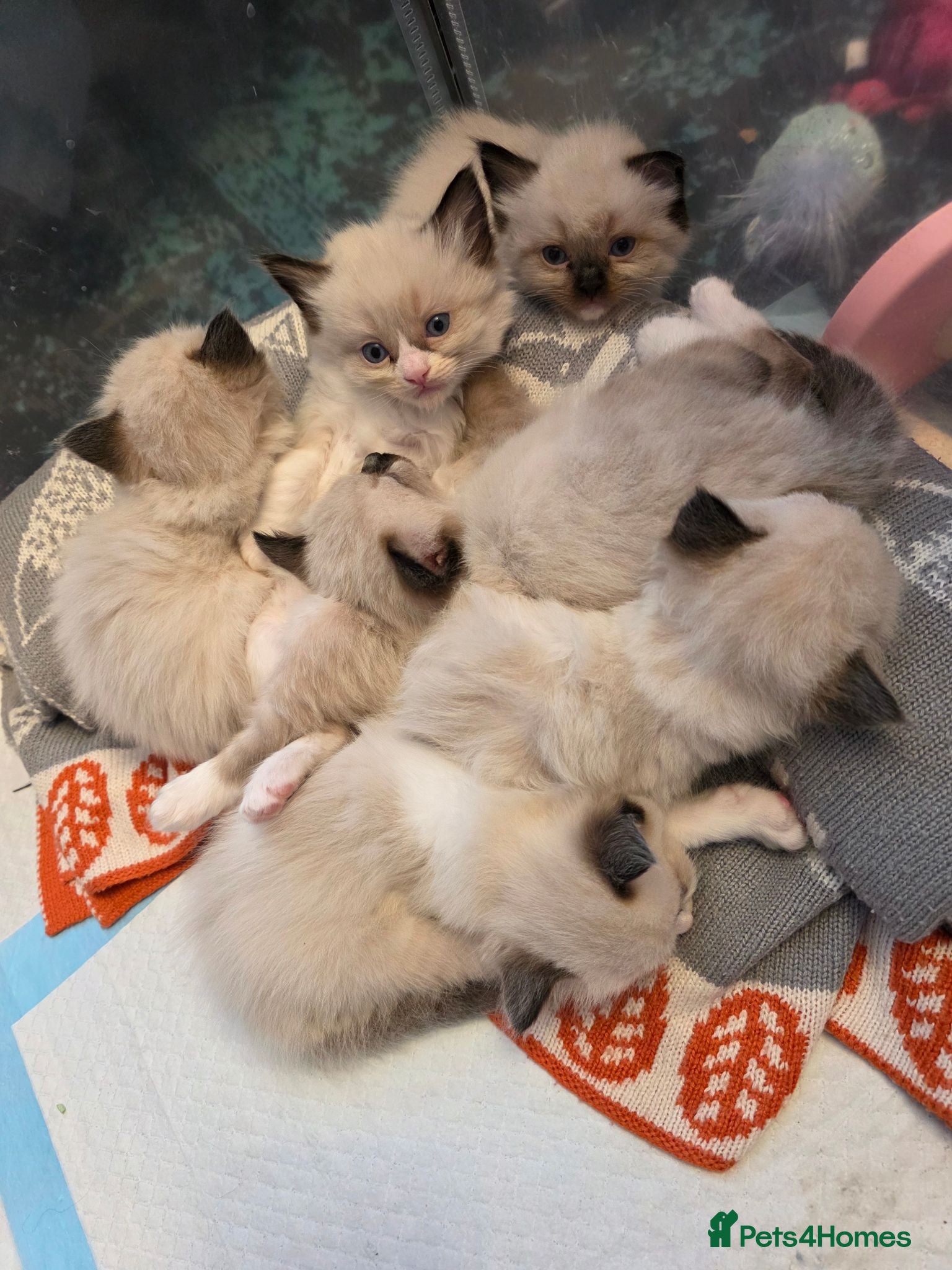 Ragdoll cats Chunky cuddly ragdoll pedigree kittens - Advert 15