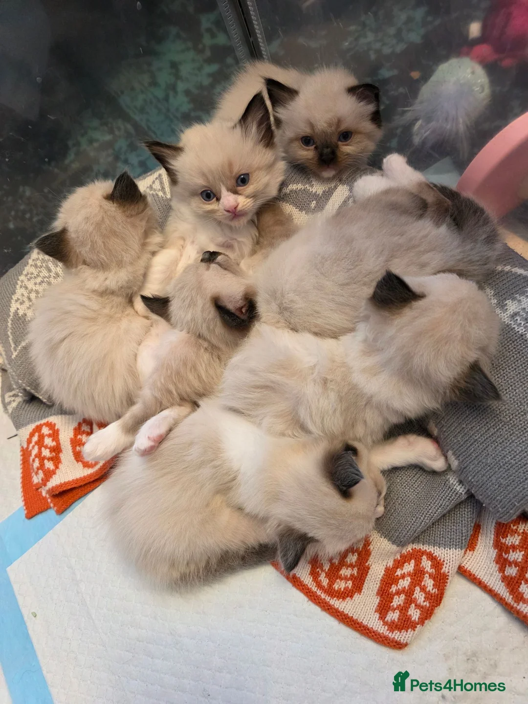 Ragdoll cats for sale: Chunky cuddly ragdoll pedigree kittens - Advert 1