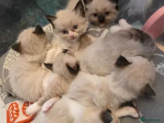 Ragdoll cats Chunky cuddly ragdoll pedigree kittens - Advert 1