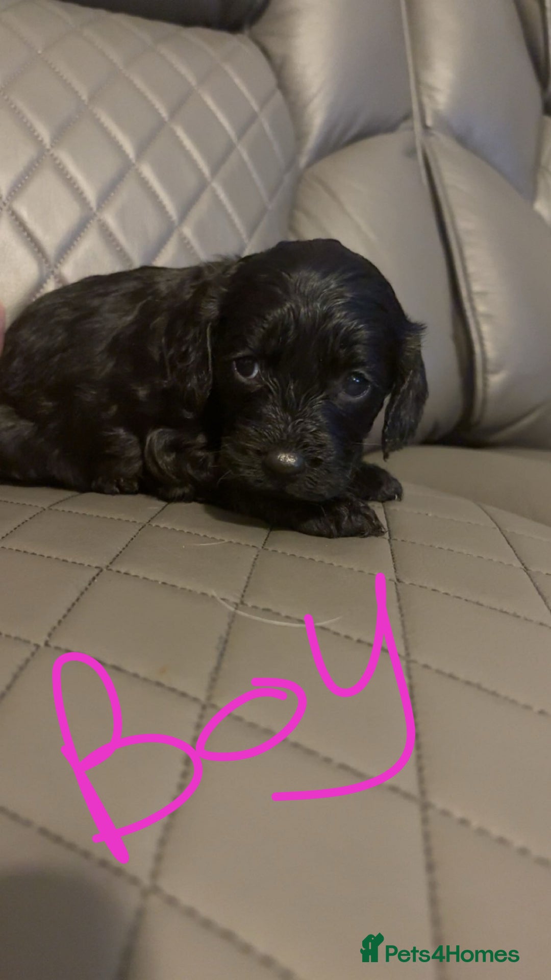 Cockapoo dogs for sale: Cockapoo for sale - Image 11