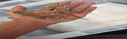 Bearded Dragon reptiles for sale: Red monster 👹 x hypo zero bearded dragons - Advert 1