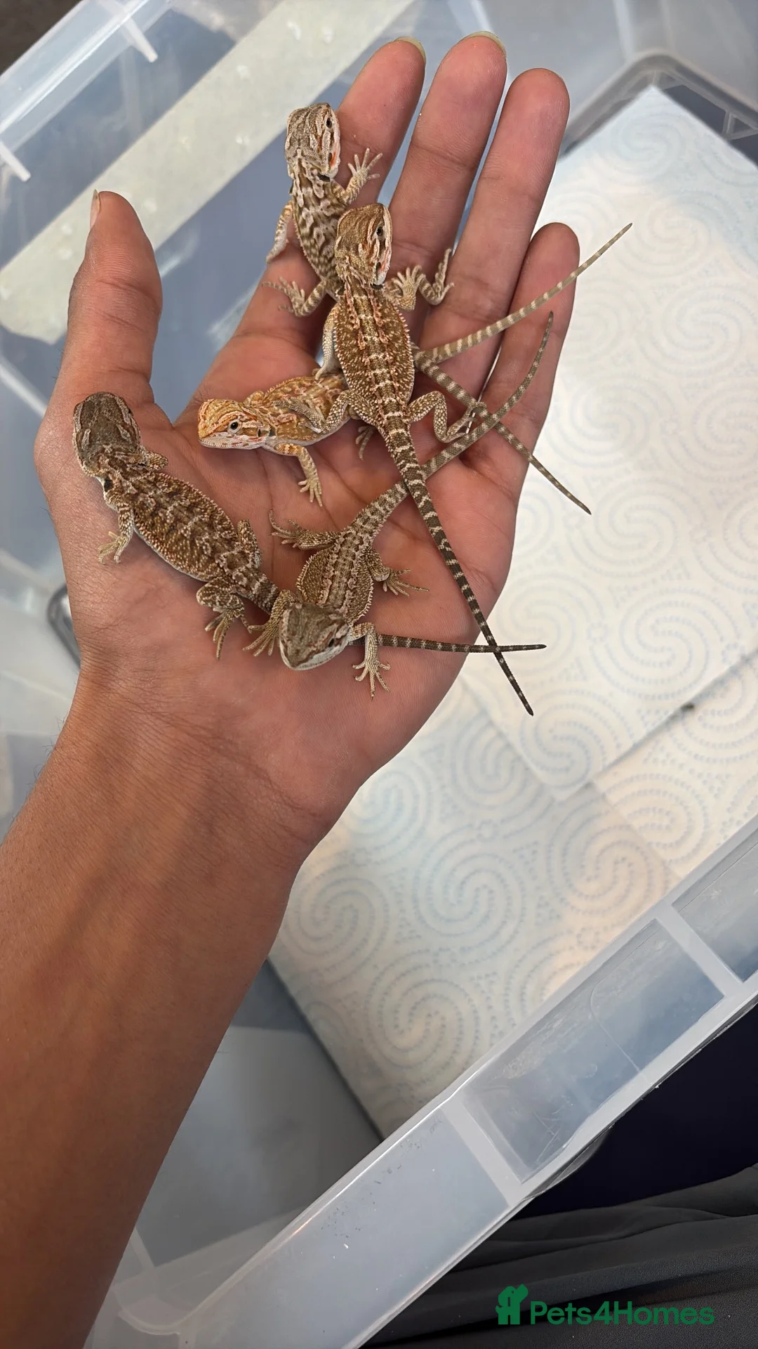 Bearded Dragon reptiles for sale: Red monster 👹 x hypo zero bearded dragons - Advert 1