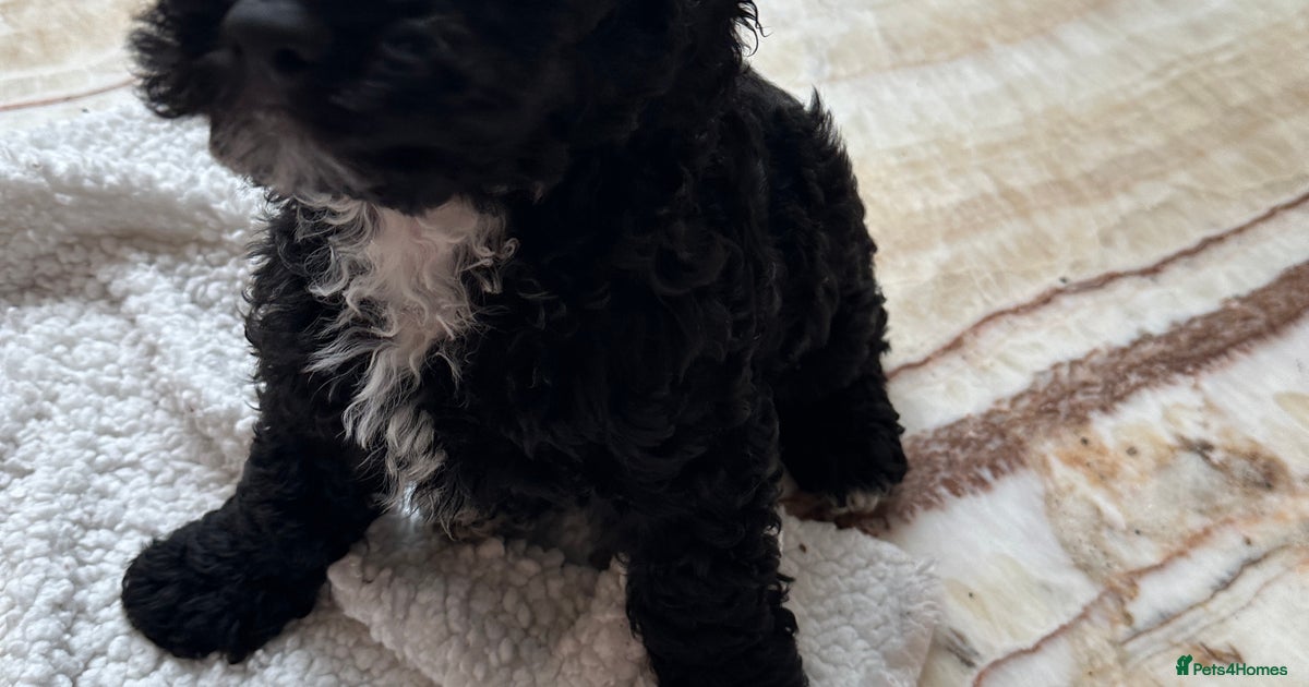 Cockapoo Toy (Miniature) puppies for sale in London | Pets4Homes
