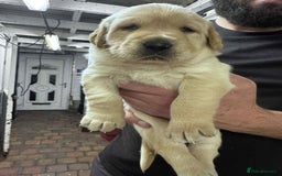 Goldador dogs for sale: Beautiful Goldador Puppies  - Image 4