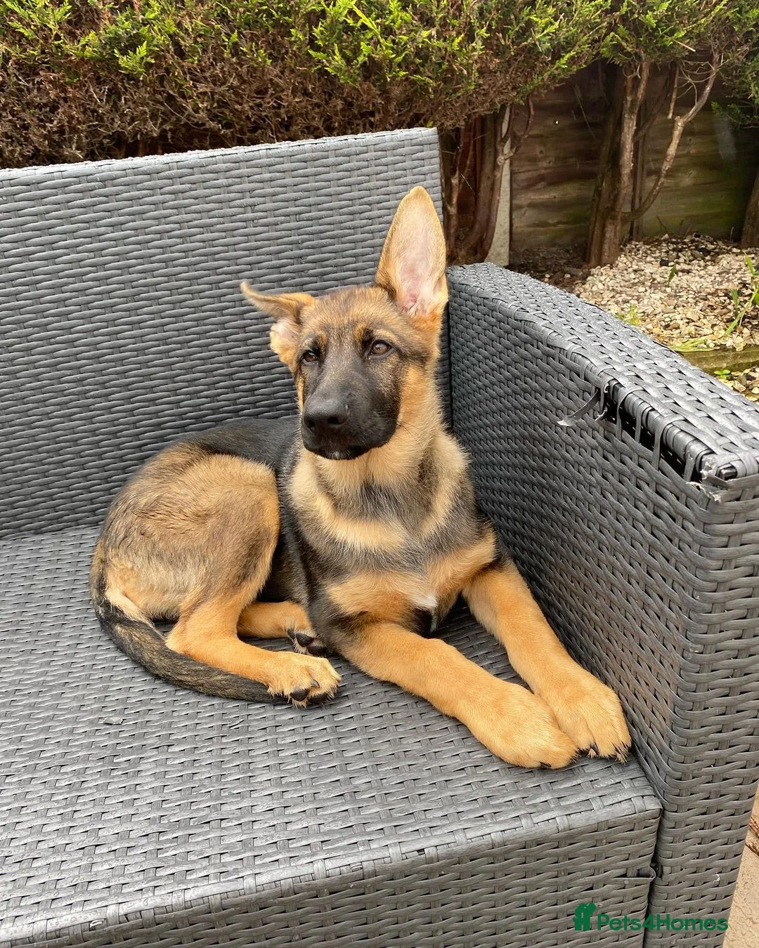 German Shepherd dogs for sale: German Shepherd puppy for Rehome - Advert 1