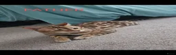 Bengal cats for sale: PURE BRED BENGAL KITTENS - Advert 16