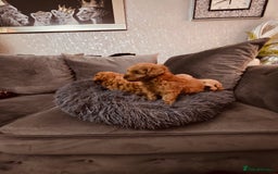 Maltipoo dogs for sale: Maltipoo tiny babies  - Image 6