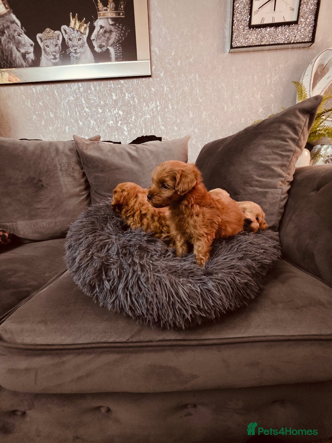 Maltipoo dogs for sale: Maltipoo tiny babies  - Image 6