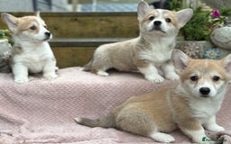 Welsh Corgi Pembroke dogs for sale: Outstanding Pembrokeshire Corgi Puppies  - Image 5