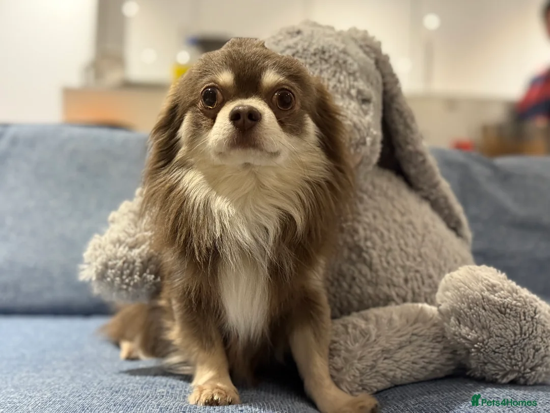 Chihuahua dogs for stud: Chihuahua boy for stud (long hair, rare color) - Advert 2