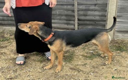Mixed Breed dogs for adoption: LUNA - 9 months old, Adorable Girl Hound Mix Pup - Image 4