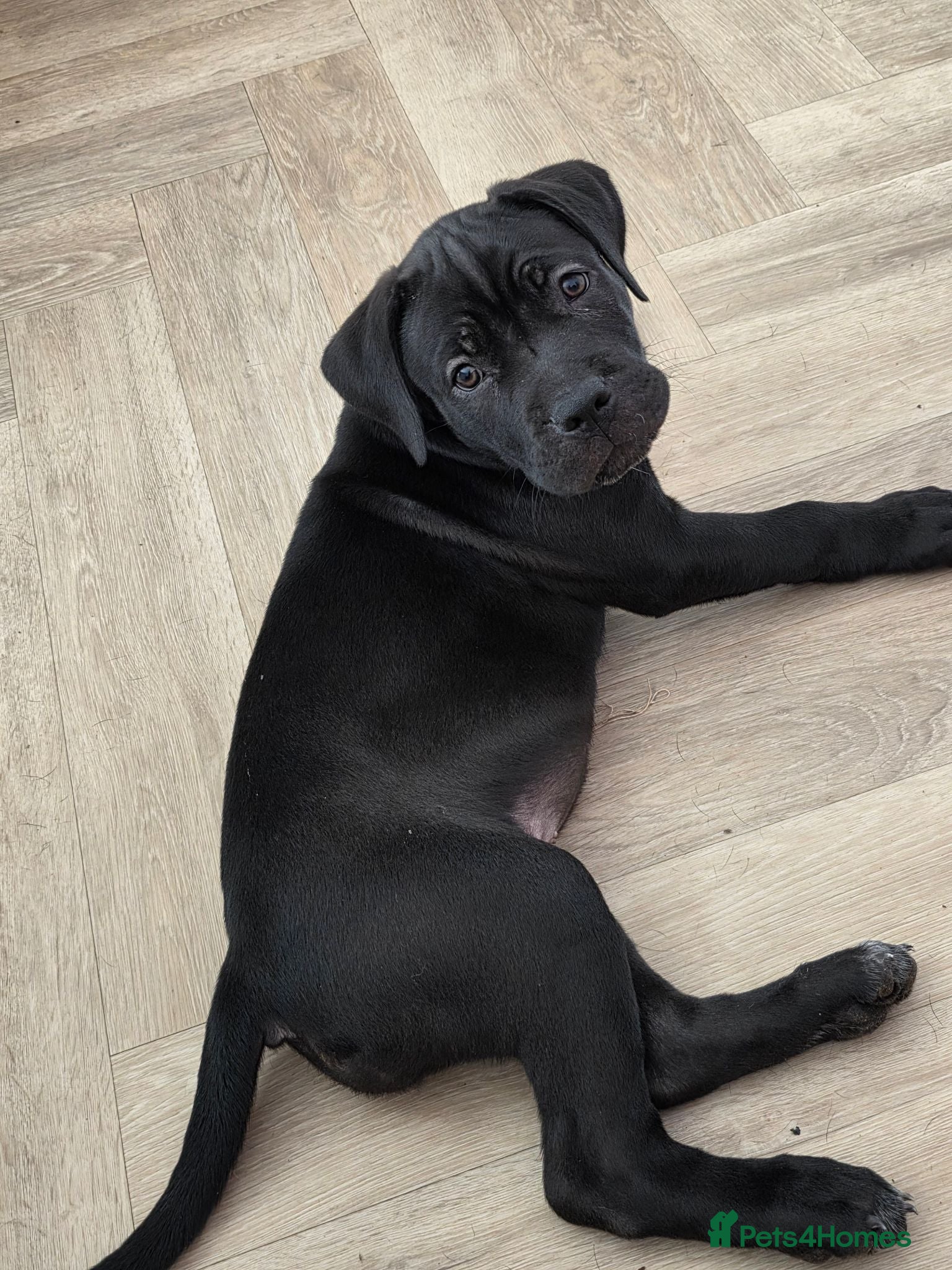 Cane Corso dogs READY FOR HOMES - Cane Corso Puppies  - Advert 1