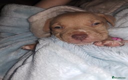 Mixed Breed dogs for sale: Siberian Husky x Pocket Bully  - Image 9