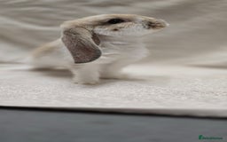 French Lop rabbits for sale: Beautiful French Lop Bunnies - Image 20