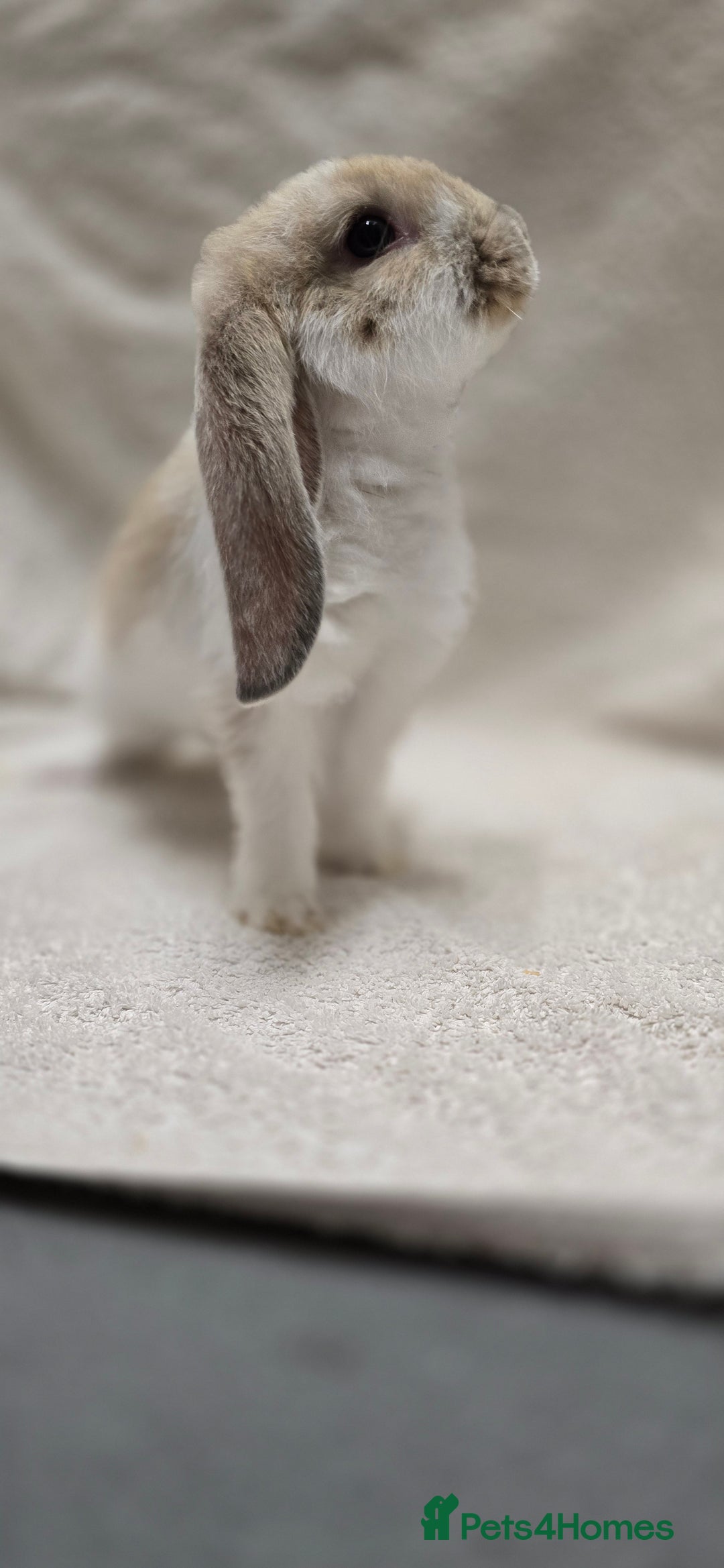 French Lop rabbits for sale: Beautiful French Lop Bunnies - Image 20