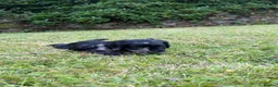 Cockapoo dogs for sale: 6 beautiful F1 cockapoo pups for sale in Neath - Advert 9